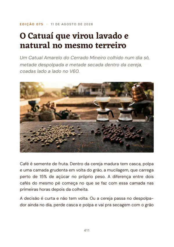 Página 411 do volume: abertura da edição 075, O Catuaí que virou lavado e natural no mesmo terreiro